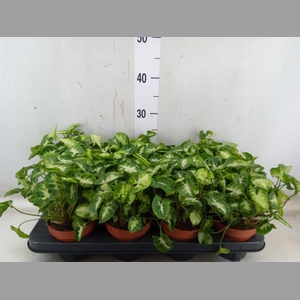 Syngonium  'Pixie'