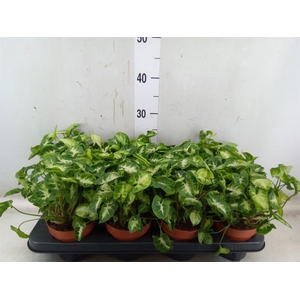 Syngonium  'Pixie'
