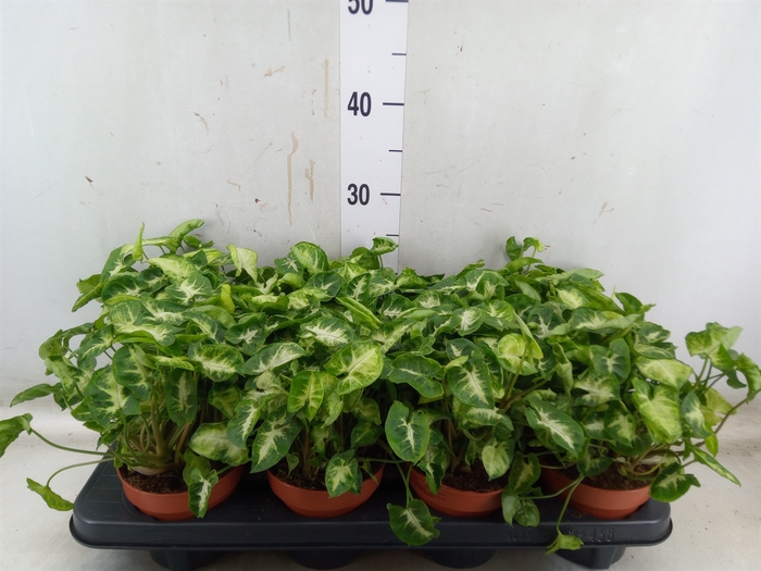 <h4>Syngonium  'Pixie'</h4>