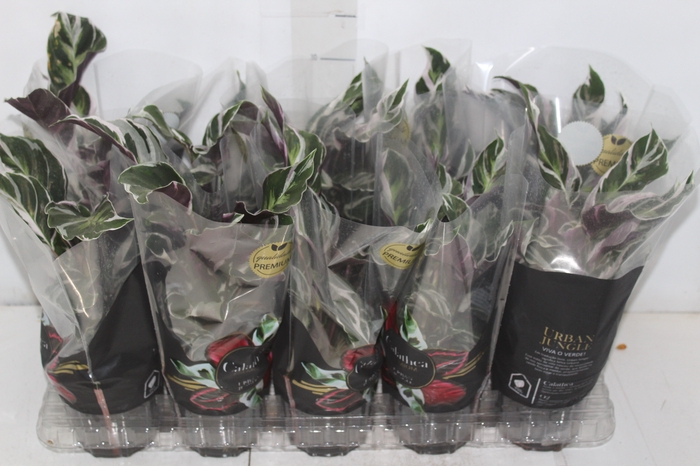 <h4>CALATHEA WHITE FUSION P12</h4>