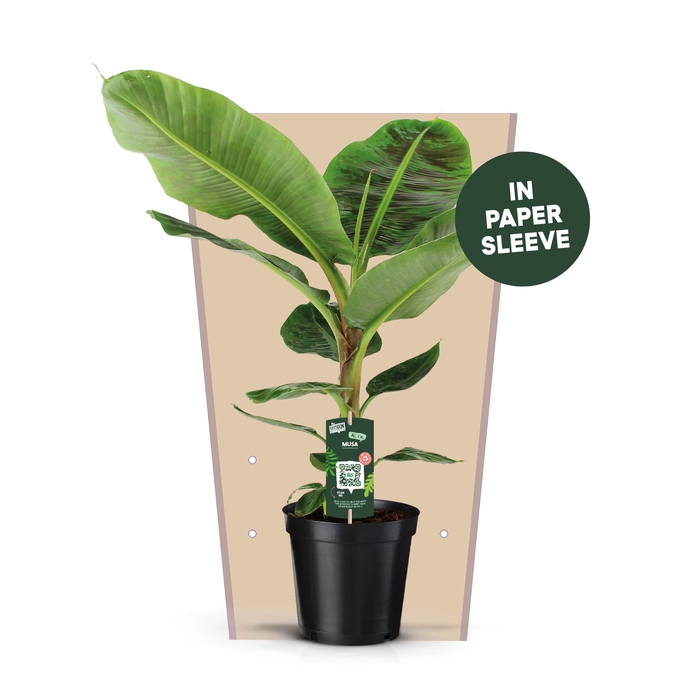 <h4>Musa Dwarf Cavendish</h4>