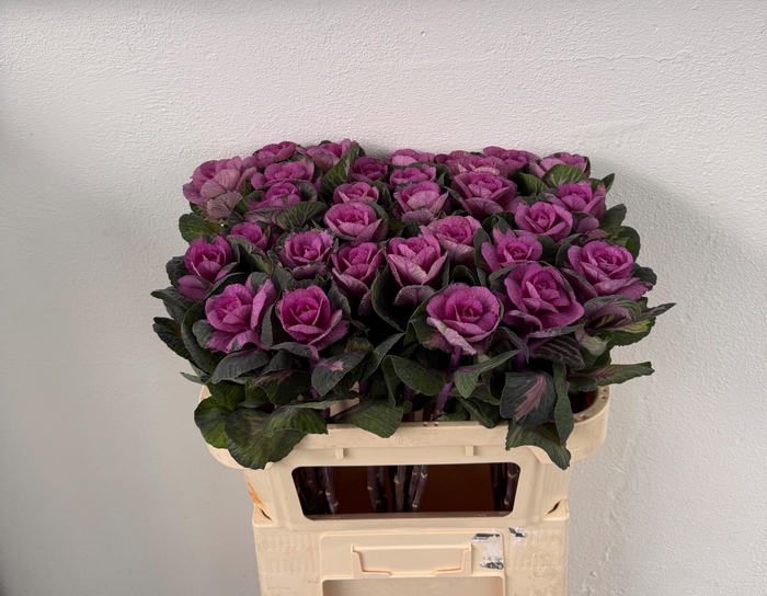 <h4>BRASS RED CRANE</h4>