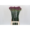 Allium Sphaerocephalon