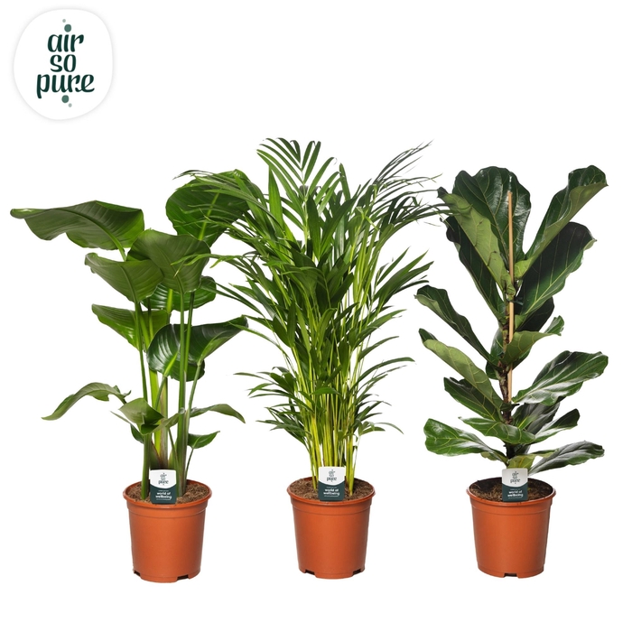 <h4>Ov Kamerplanten Gemengd</h4>