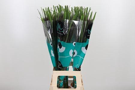 <h4>Penni Black Fox</h4>