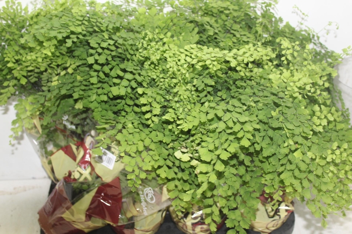 <h4>AVENCA COMUM P15</h4>