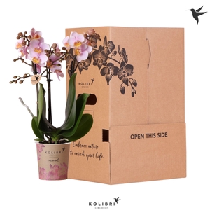 Kolibri Orchids Phalaenopsis Pink 3 spike no sleeve