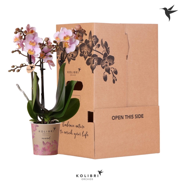 <h4>Kolibri Orchids Phalaenopsis Pink 3 spike no sleeve</h4>