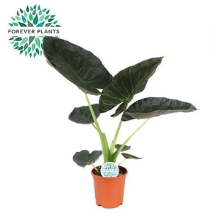Alocasia Regal Shield P21