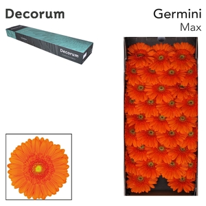 Germini Max Doos