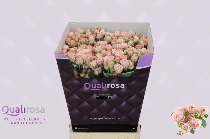 <h4>R Tr Bombastic</h4>