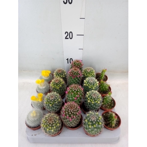 Cactus   ...flowering mix