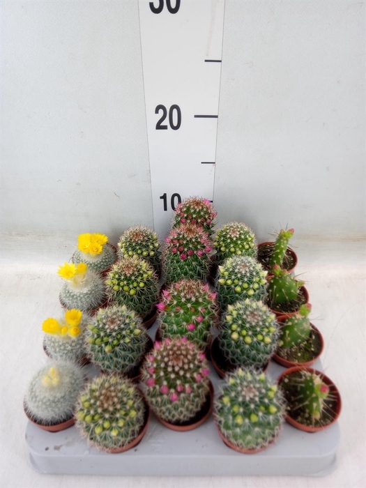 <h4>Cactus   ...flowering mix</h4>