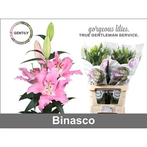 LI OR BINASCO 4+