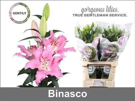 <h4>LI OR BINASCO 4+</h4>