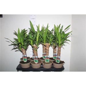 Yucca 30cm