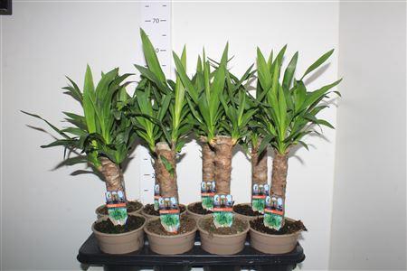 <h4>Yucca 30cm</h4>