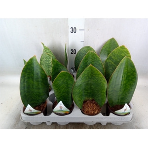Sansevieria grandis