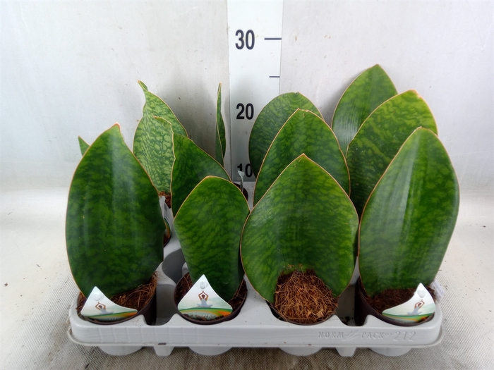 <h4>Sansevieria grandis</h4>