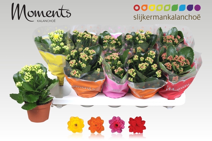 <h4>KAL GE GEM 4 KL</h4>