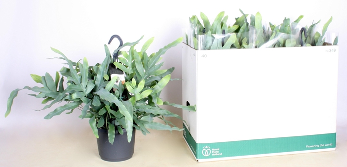 <h4>PHLEBO A BLUE STAR</h4>