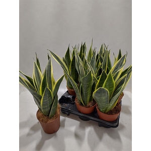 Sansevieria Star Canary 14Ø 45cm