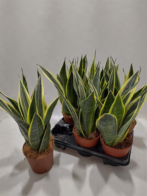 Sansevieria Star Canary 14Ø 45cm