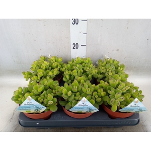 Euphorbia   ...