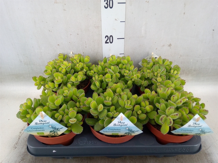 <h4>Euphorbia   ...</h4>