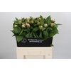 Paeonia Vanguard
