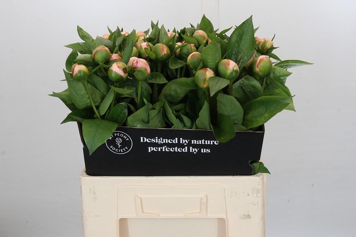 Paeonia Vanguard