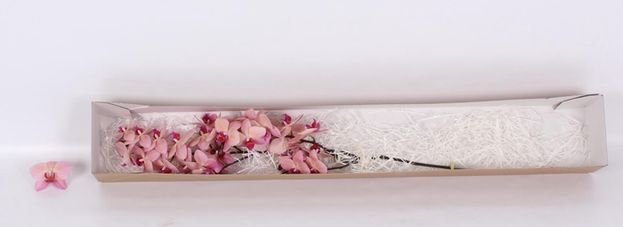 <h4>PHAL OV PER BLOEM</h4>