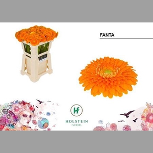 Ge Mb Gerponi Fanta