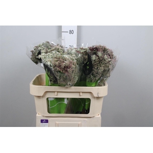 Daucus Carota Dara