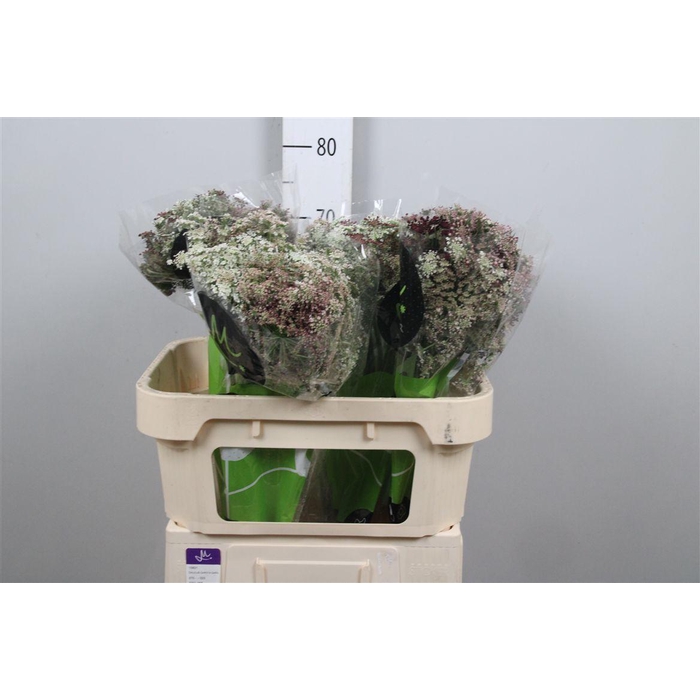 <h4>Daucus Carota Dara</h4>