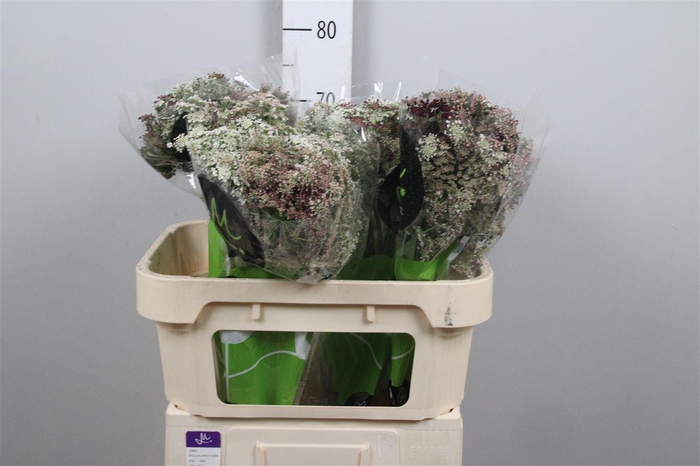 <h4>Daucus Carota Dara</h4>