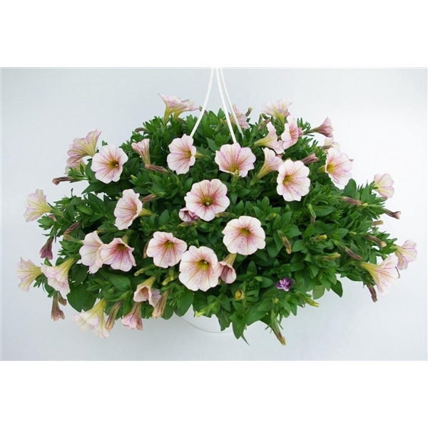 <h4>Petunia Surfinia</h4>