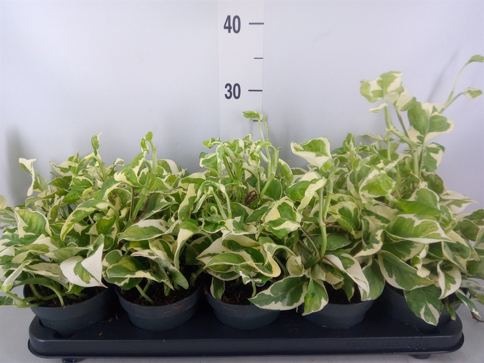 <h4>Epipremnum pinn. 'NJoy'</h4>