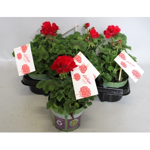 Pelargonium Calliope M Dark Red