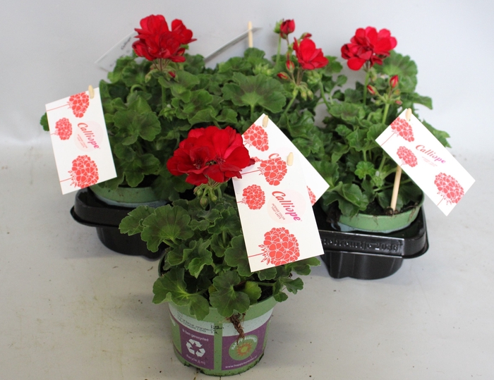 <h4>Pelargonium Calliope M Dark Red</h4>