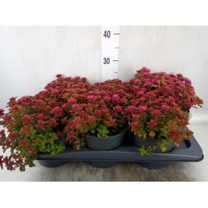 Sedum spurium