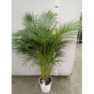 Dypsis lutescens   ...Chrysalidoca