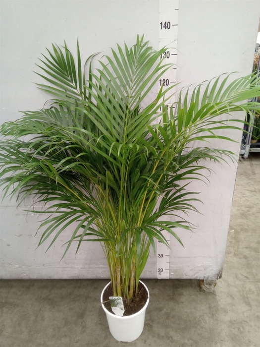 <h4>Dypsis lutescens   ...Chrysalidoca</h4>