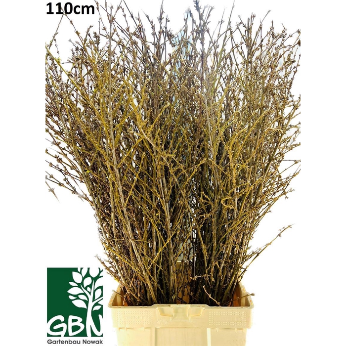 <h4>Forsythia P Bunch</h4>