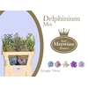 Delphinium Mix