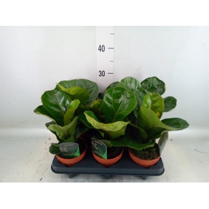 Ficus lyrata 'Bambino'