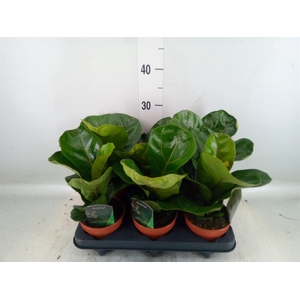 Ficus lyrata 'Bambino'