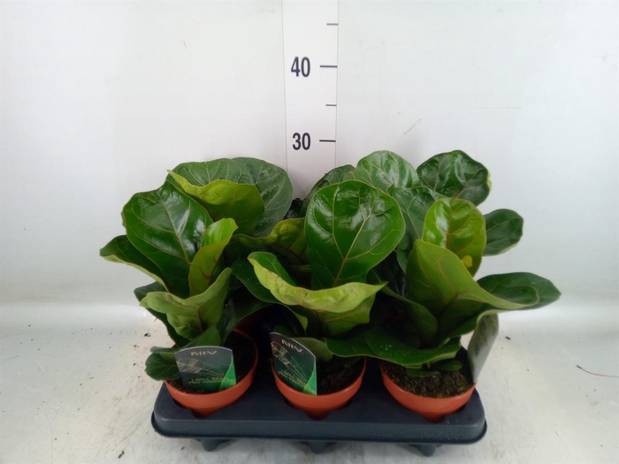 <h4>Ficus lyrata 'Bambino'</h4>