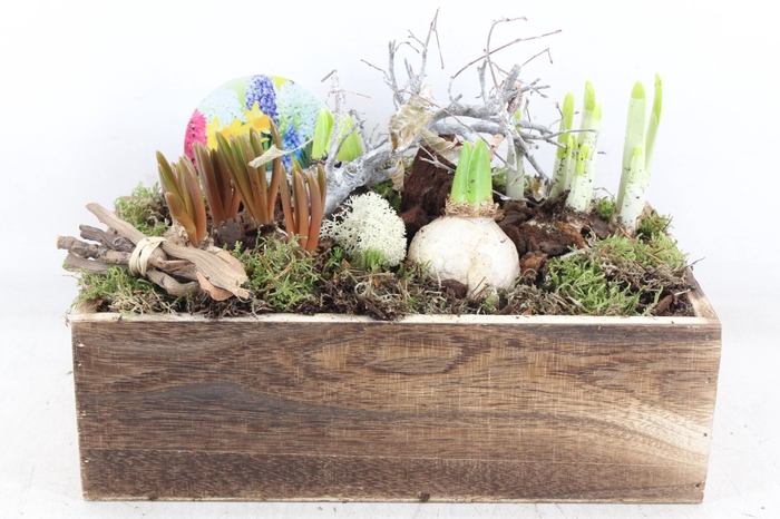 <h4>arr4 Bollenmix VL- Hout kist rechth. 338/2</h4>