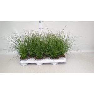 Carex brunnea